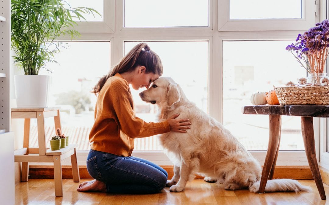 Cleaning Tips for Households with Pets