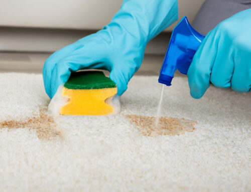 Mastering the Art of Stain Removal: Expert Tips for Savannah Homeowners